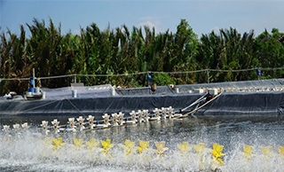 Nắm trọn bí kíp sang tôm không hao hụt, tăng hiệu quả vụ nuôi