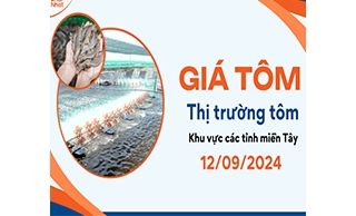 GIÁ TÔM THỊ TRƯỜNG TÔM KHU VỰC MIỀN TÂY