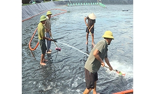 Thả tôm vào thời điểm nào là hợp lý và đạt kết quả tốt