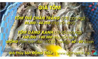 CẬP NHẬT GIÁ TÔM 14-10-2024